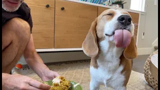 Cute beagle loves opening birthday presents