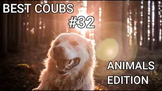 Best Animals Coub #32-СМЕШНЫЕ ЖИВОТНЫЕ 2022-ТОПовая подборка-Funny Animals Videos Compilation 2022