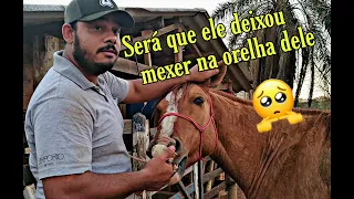 Como eliminar CARRAPATO da orelha de cavalo. Jeito simples e prático...