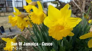 Sun Of Jamaica - Cusco  ( 연주곡 )