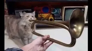 Cat playing Trumpet for 1 hour | Fukashigi