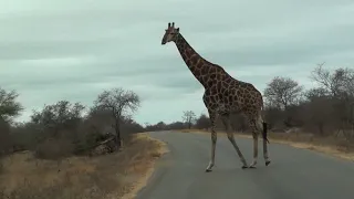 Safari in Kruger Park by motorhome with CoolDrive Nomad