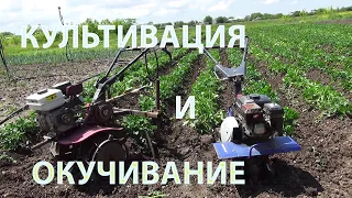 Культивация и окучивание картофеля  на Кубани