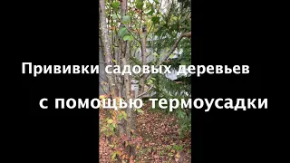 Прививки с помощью термоусадки