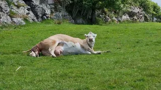 Cow Gives Birth, Herdla Norway