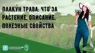 Плакун трава: что за растение, описание, полезные свойства