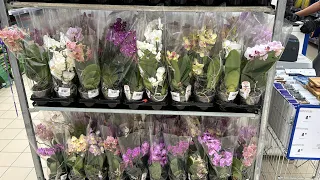 Завоз орхидей Новая поставка фаленопсисов от JMP