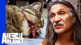 Chubbs The Cat Needs Surgery To Fix A Nasty Broken Jaw | Dr Jeff: Rocky Mountain Vet