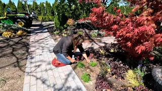 Planting Potatoes & A Bunch of Groundcovers! 🥔🌿😁 // Garden Answer