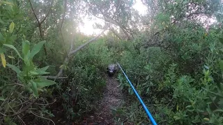 Chased By Big Alligator!