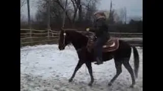 Fancy little Cow Horse with a big heart in a compact body!