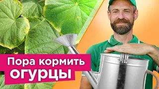 ЖЕЛТАЯ КАЙМА ПО КРАЮ ЛИСТА? Это снизит урожай, срочно опрыскайте так огурцы и другие культуры