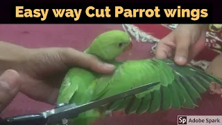 🦜How to cut Ringneck Parrot wings  | How to cut baby Ringneck wings | Parrots 🦜 wings cutting