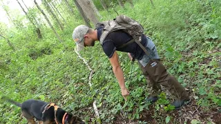 Tennessee Velvet hunt Recurve Buck "Had to bring in a tracking dog"!!