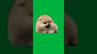 Green Screen - cute puppy is bored