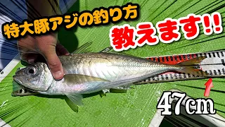 初心者から始めるビシアジ釣り🔰特大豚アジを狙って釣る方法をお教えします！#ビシアジ #アジの釣り方 #東京湾アジ釣り