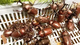 カブトムシがうじゃうじゃのウジャウジャフェスタ　A large number of Japanese rhinoceros beetles 【カブトムシ・クワガタムシ】