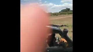 Самка бородавочника прогоняет леопарда, схватившего ее детеныша
