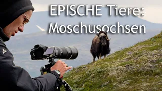 Moschusochsen in Norwegen 🎥 Fotografieren und Filmen | Doku