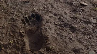 Sasquatch, Shootings, 21" Footprints And More