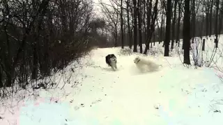 Ляля Бетмен маламут самоед