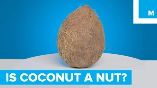 Is a Coconut a Nut? - Sharp Science