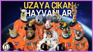 Uzaya Gönderilen Hayvanların Hikayeleri | Laika ve Diğerleri