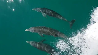 Dolphins on the bow - Nordhavn 76 Take 5 in the Bahamas