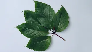 Техника рисования живыми листьями. Дикий виноград. Живопись акрилом для начинающих