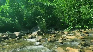 Afternoon forest sounds in the mountains, chirping birds, flowing streams, ASMR