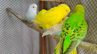 3 New pair Matting Australian Budgies parrot #matting #larkanasindh #parrot #viralvideo