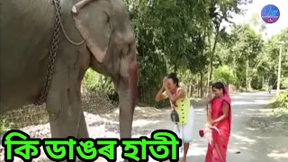 কি ডাঙৰ হাতী || Bipul Rabha Comedy || Oi khapla 26 || Assamese Mix MasTi