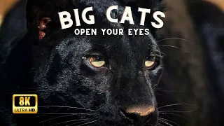 BIG CATS 8K Ultra HD – Tiger, Lion, Cheetah, Leopard, Jaguar, Lynx | Relaxing Music