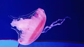 Indonesian sea nettle (Chrysaora chinensis)