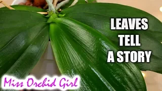 How to know what's wrong with a Phalaenopsis Orchid from its leaves