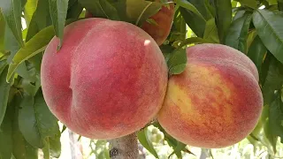 Персик Харнас. Peach Harnas. Морозостійкий сорт зі стабільною врожайністю. Огляд від Максі Сад