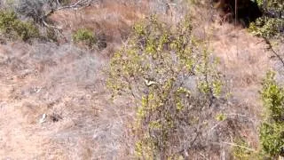 Anise swallowtail butterfly   fennel is host plant
