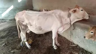 Artificial Insemination in Cow(Best Time of Insemination) VA-Mudssar Hussain.