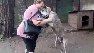 Haustiere die nach JAHREN wieder mit ihren Besitzern vereint werden!