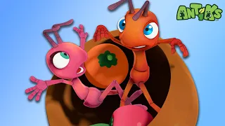 How Berry Thrilling! | 🐛 Antiks & Insectibles 🐜 | Funny Cartoons for Kids | Moonbug