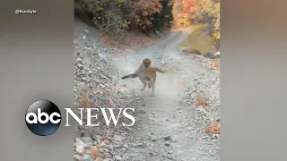 Cougar stalks hiker for 6 minutes