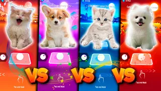 CUTE CAT JUSTIN BIEBER VS CUTE DOG LADY GAGA BLOODY MARY VS CUTE CAT LISA MONEY VS CUTE DOG MAROON 5