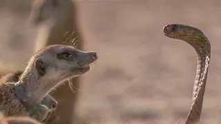 Meerkat Family Surrounds Cobra. What Happens Next? | BBC Earth