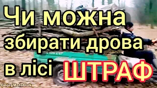 Чи можна збирати дрова в лісі КК і КУПАП