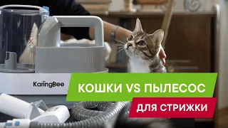 Как подстричь кота в домашних условиях? Обзор набора для стрижки домашних животных KaringBee