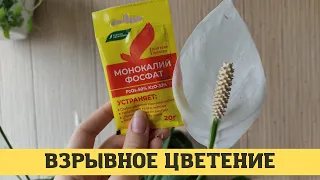 Три удобрения для взрывного цветения женского счастья, спатифиллума