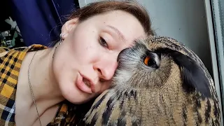 Funny and Cute Owls 🦉 (Part 2) [Funny Pets]