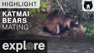 Bears Mating in the Wild - Katmai National Park - Live Cam Highlight