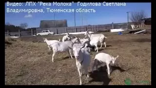 Фартук для козлика