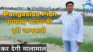 पंगास मछली पालन की जानकारी । Why Pangasius Fish Culture । PvrAqua